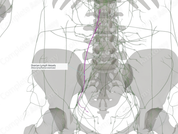 Ovarian Lymph Vessels (Right)