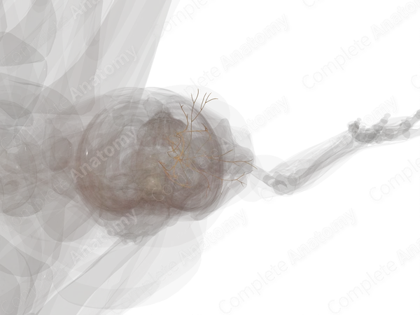 Cervical Plexus (Left)