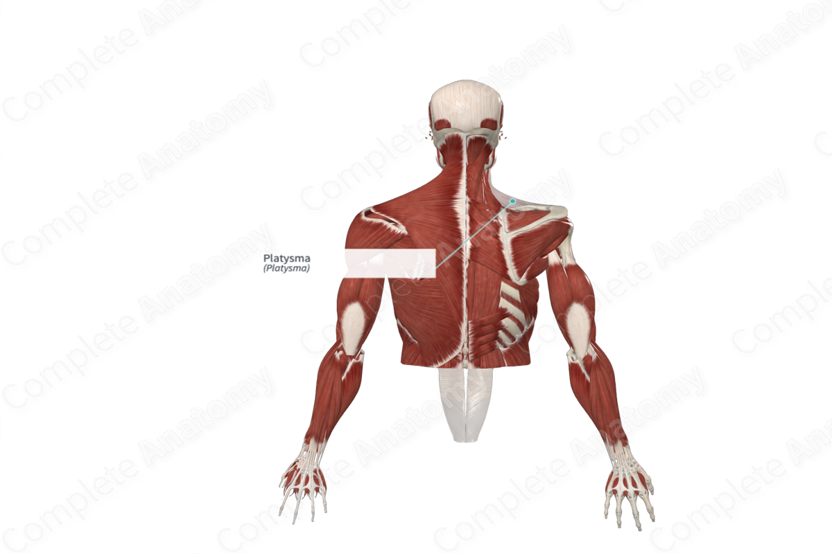 Platysma
