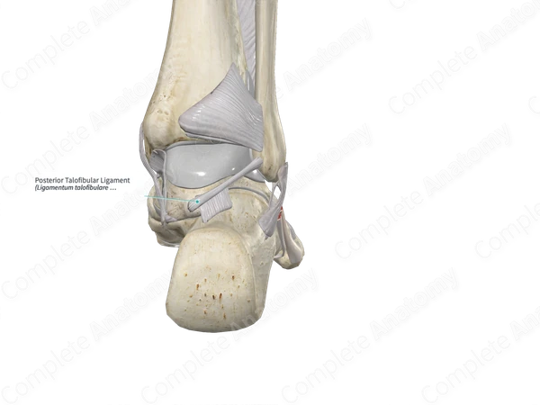 Posterior Talofibular Ligament 