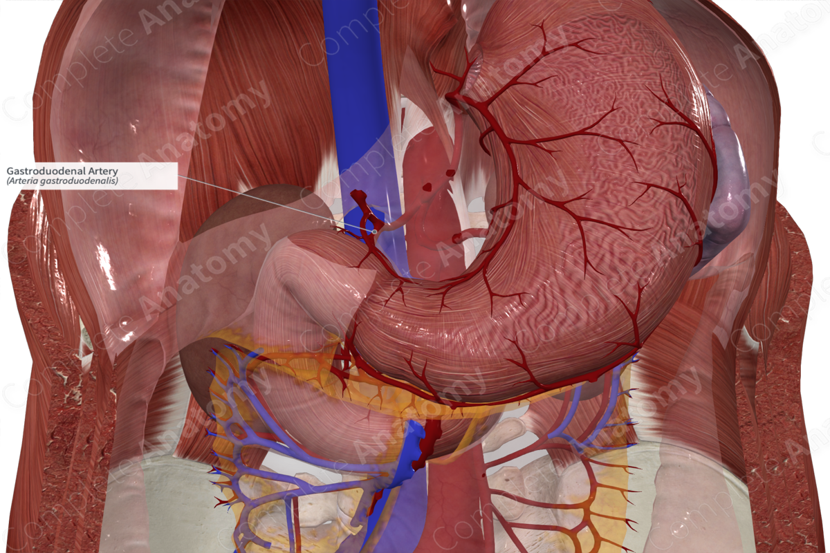 Gastroduodenal Artery