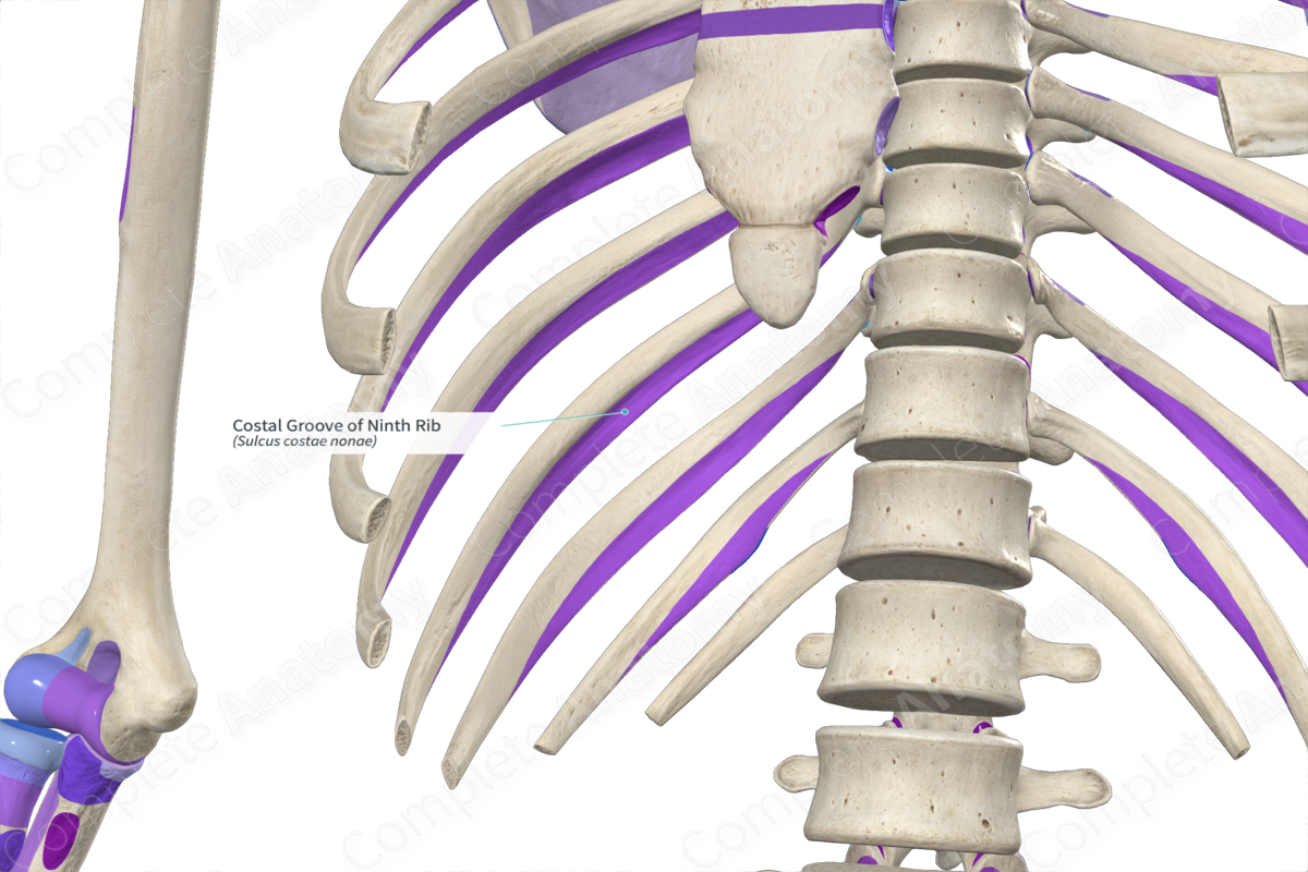 Costal Groove of Ninth Rib Complete Anatomy
