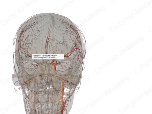 Posterior Temporal Artery (Right)