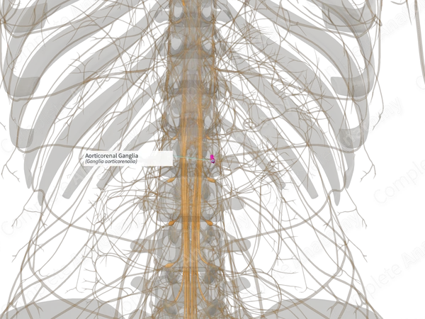 Aorticorenal Ganglia (Right)