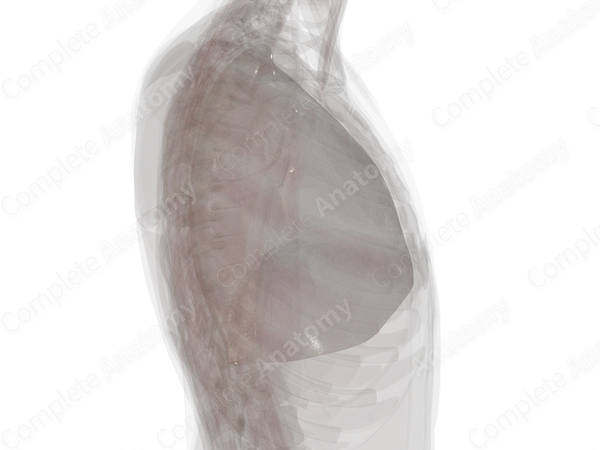Parietal Pleura (Left Lung)