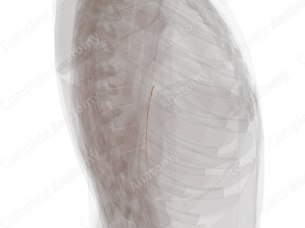 Muscular Branches of Musculocutaneous Nerve (Left)