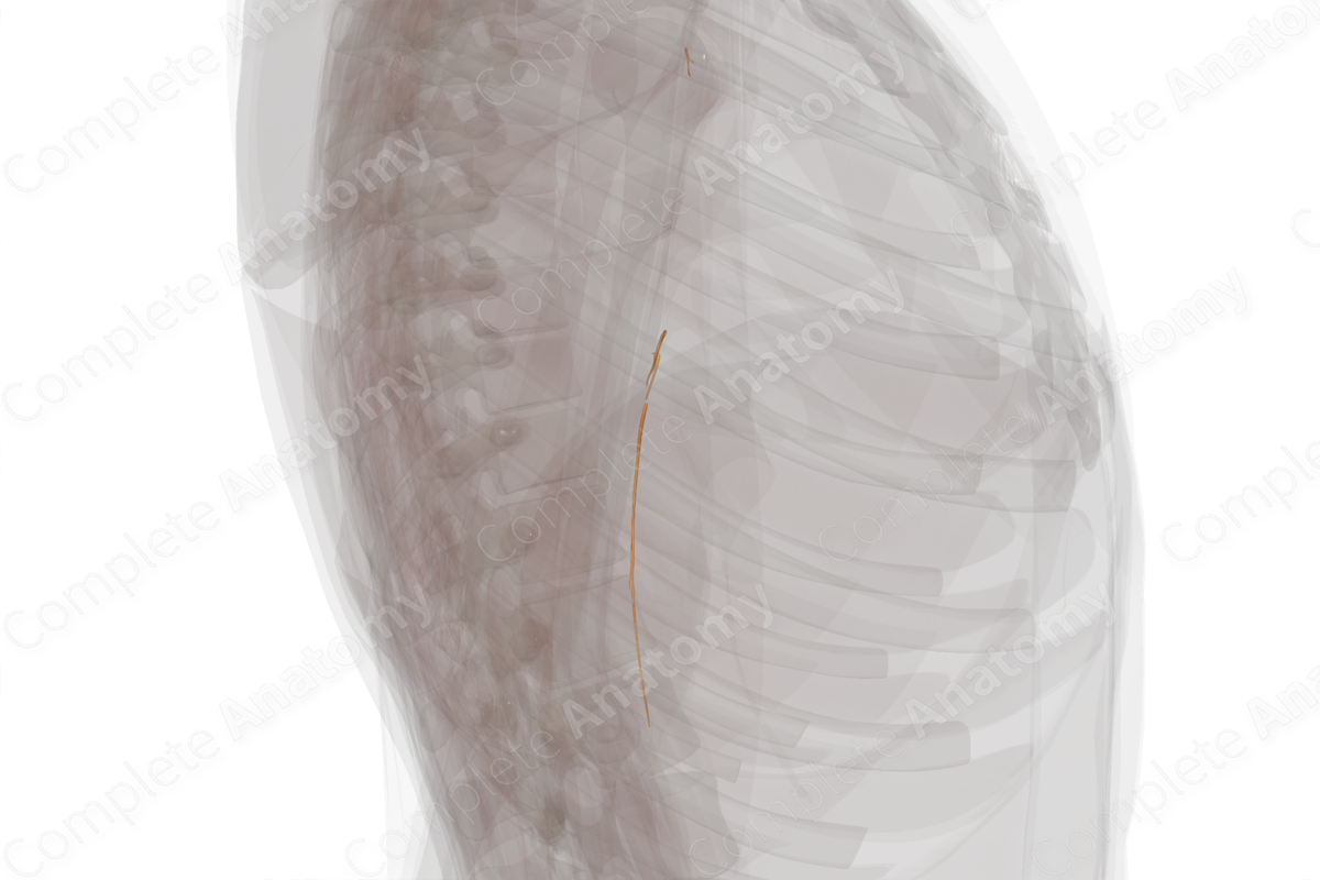 Muscular Branches of Musculocutaneous Nerve (Left)