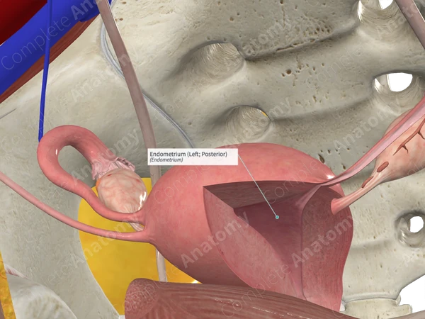 Endometrium (Left; Posterior)