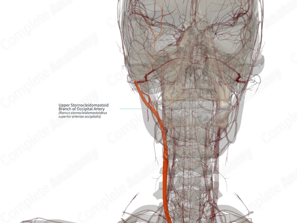 Upper Sternocleidomastoid Branch of Occipital Artery (Right)