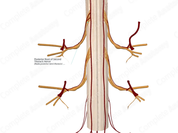 Posterior Root of Second Thoracic Nerve