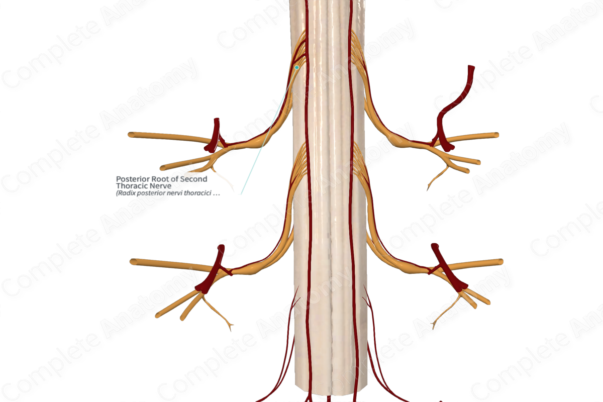 Posterior Root of Second Thoracic Nerve 