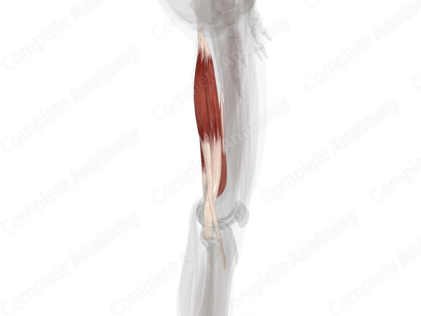 Posterior Compartment of Thigh (Left)