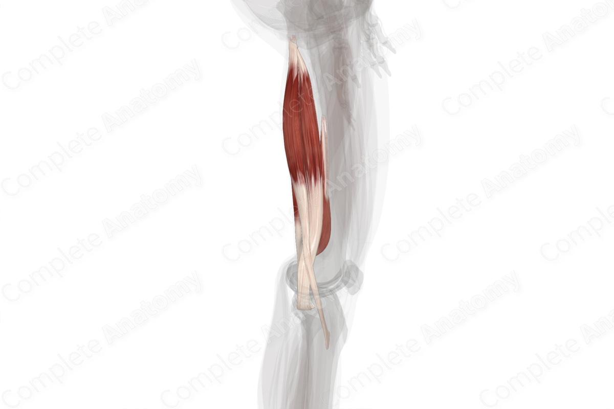 Posterior Compartment of Thigh (Left)
