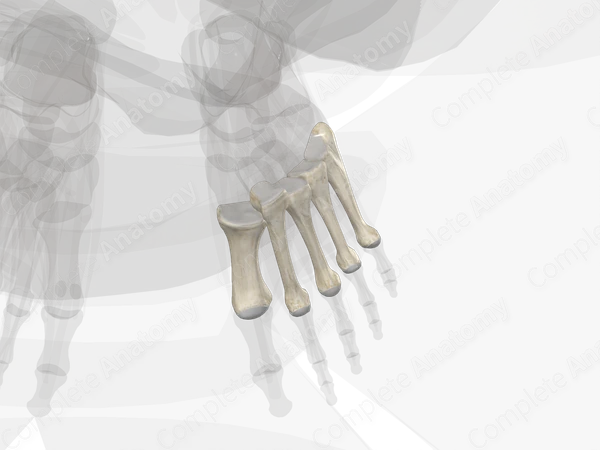 Metatarsal Bones (Left)