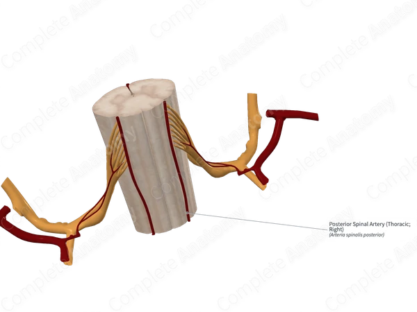 Posterior Spinal Artery (Thoracic; Right)