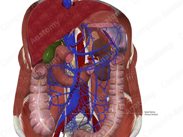 Ileal Veins