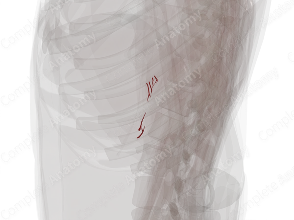 Arteries of Suprarenal Gland (Left)