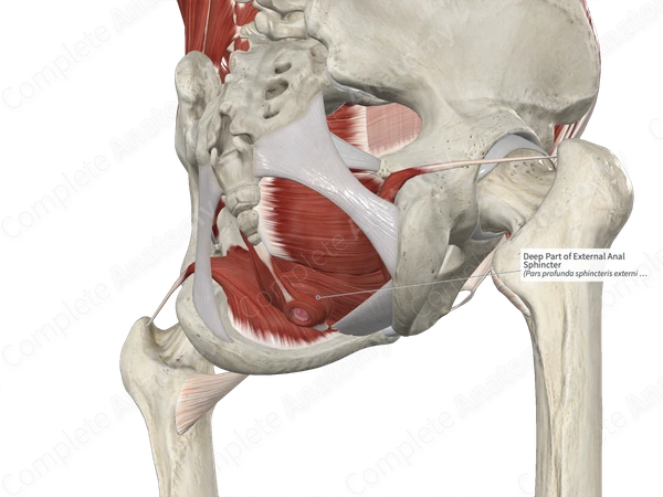 Deep Part of External Anal Sphincter