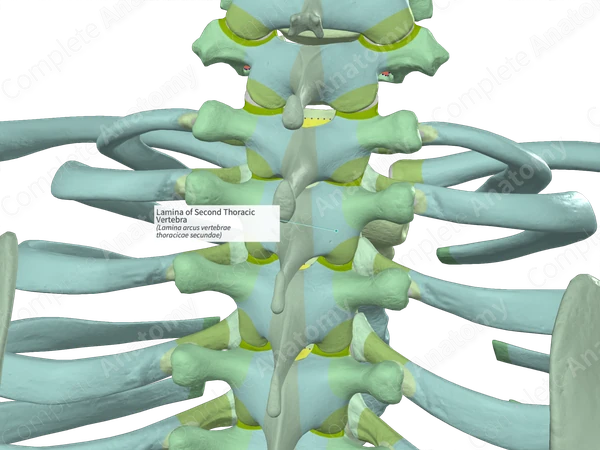Lamina of Second Thoracic Vertebra (Left)