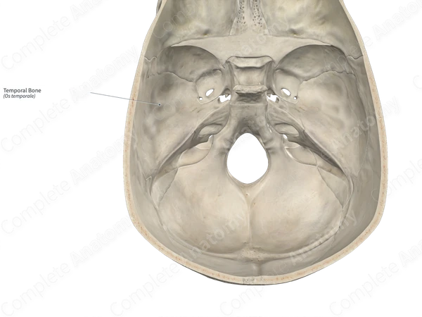 Temporal Bone