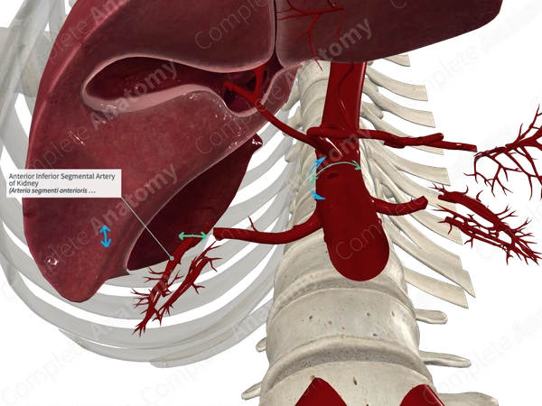 Anterior Inferior Segmental Artery of Kidney 