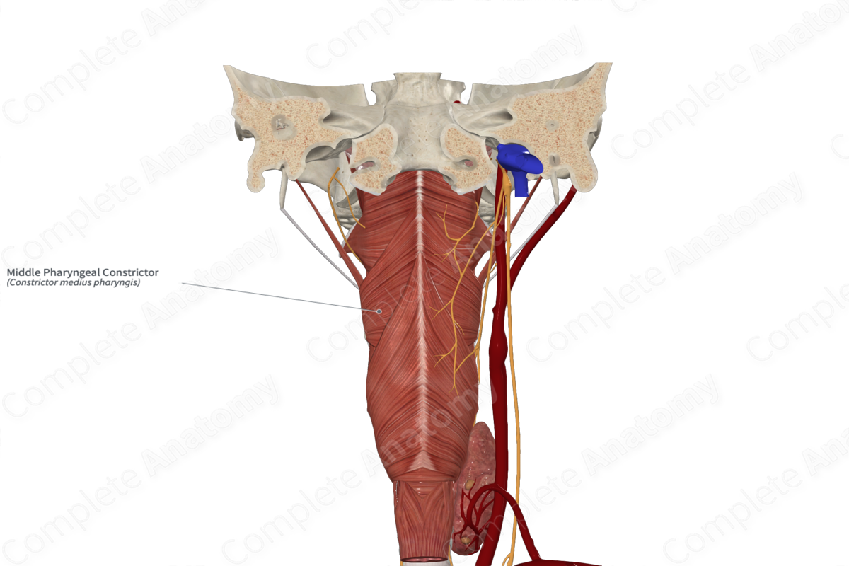 Middle Pharyngeal Constrictor 
