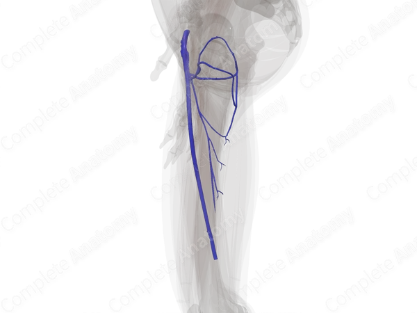 Deep Veins of Femoral Region (Left)