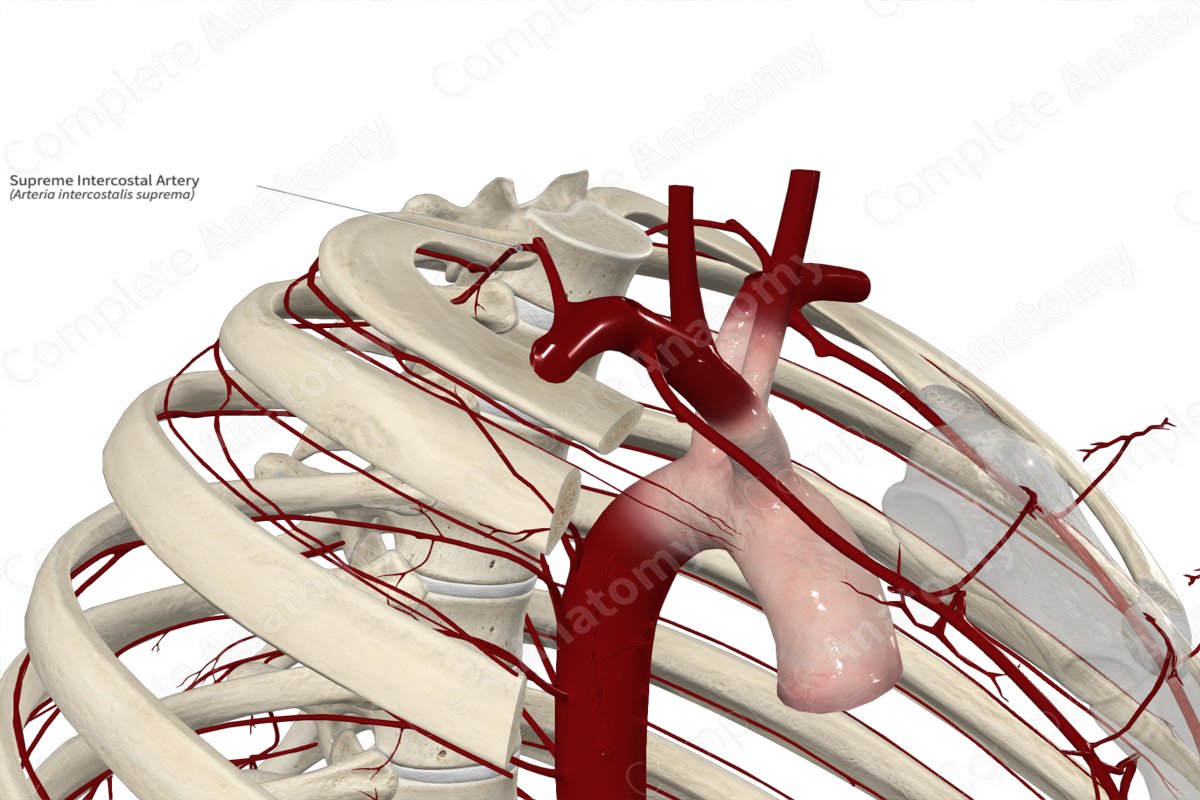 Supreme Intercostal Artery 