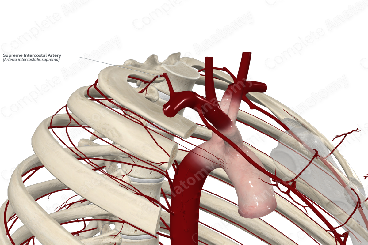 Supreme Intercostal Artery | Complete Anatomy