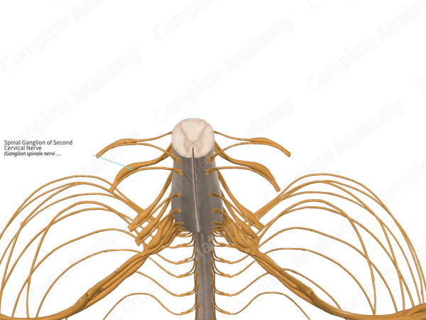 Spinal Ganglion of Second Cervical Nerve