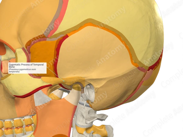 Zygomatic Process of Temporal Bone | Complete Anatomy