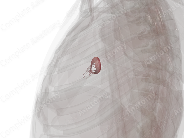 Left Atrioventricular Valve