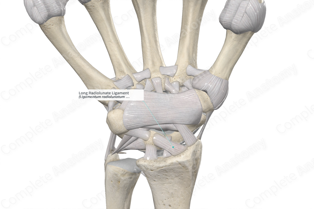 Long Radiolunate Ligament Complete Anatomy