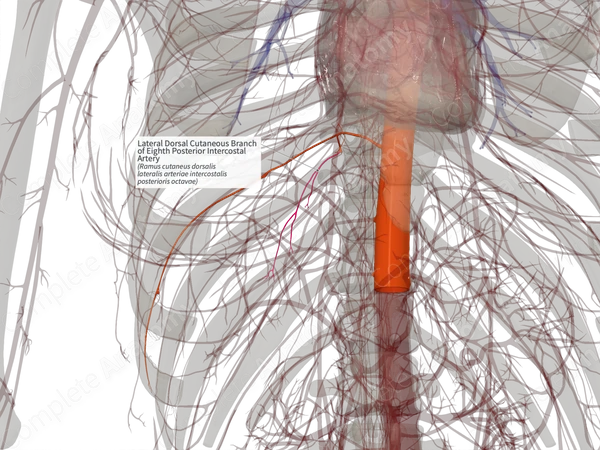Lateral Dorsal Cutaneous Branch of Eighth Posterior Intercostal Artery (Right)