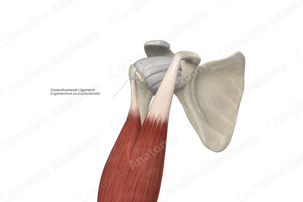 Coracohumeral Ligament 