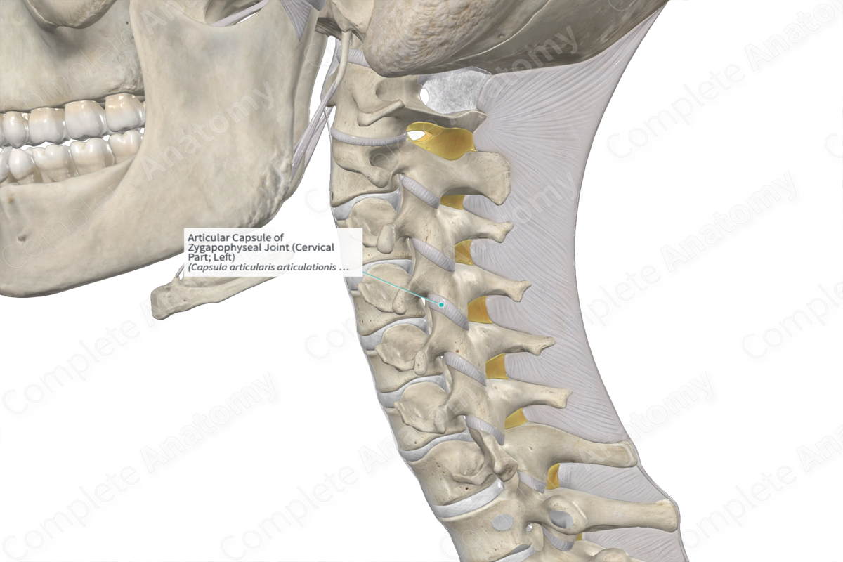 Articular Capsule of Zygapophyseal Joint (Cervical Part; Left