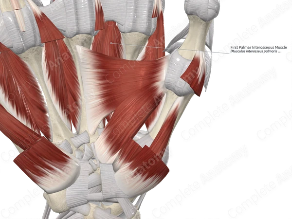 First Palmar Interosseous Muscle 