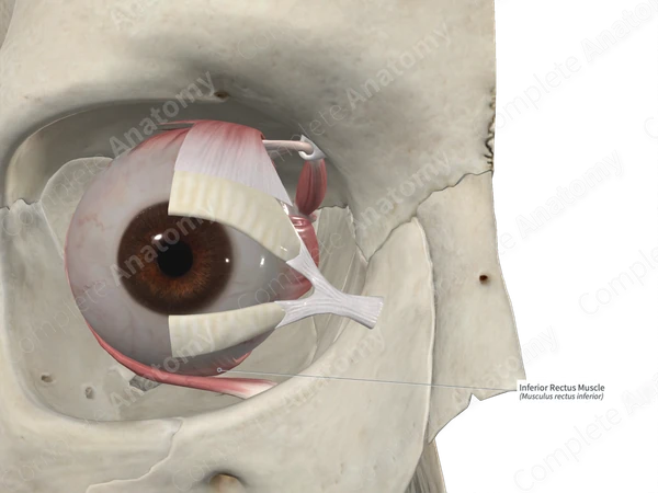 Inferior Rectus Muscle 