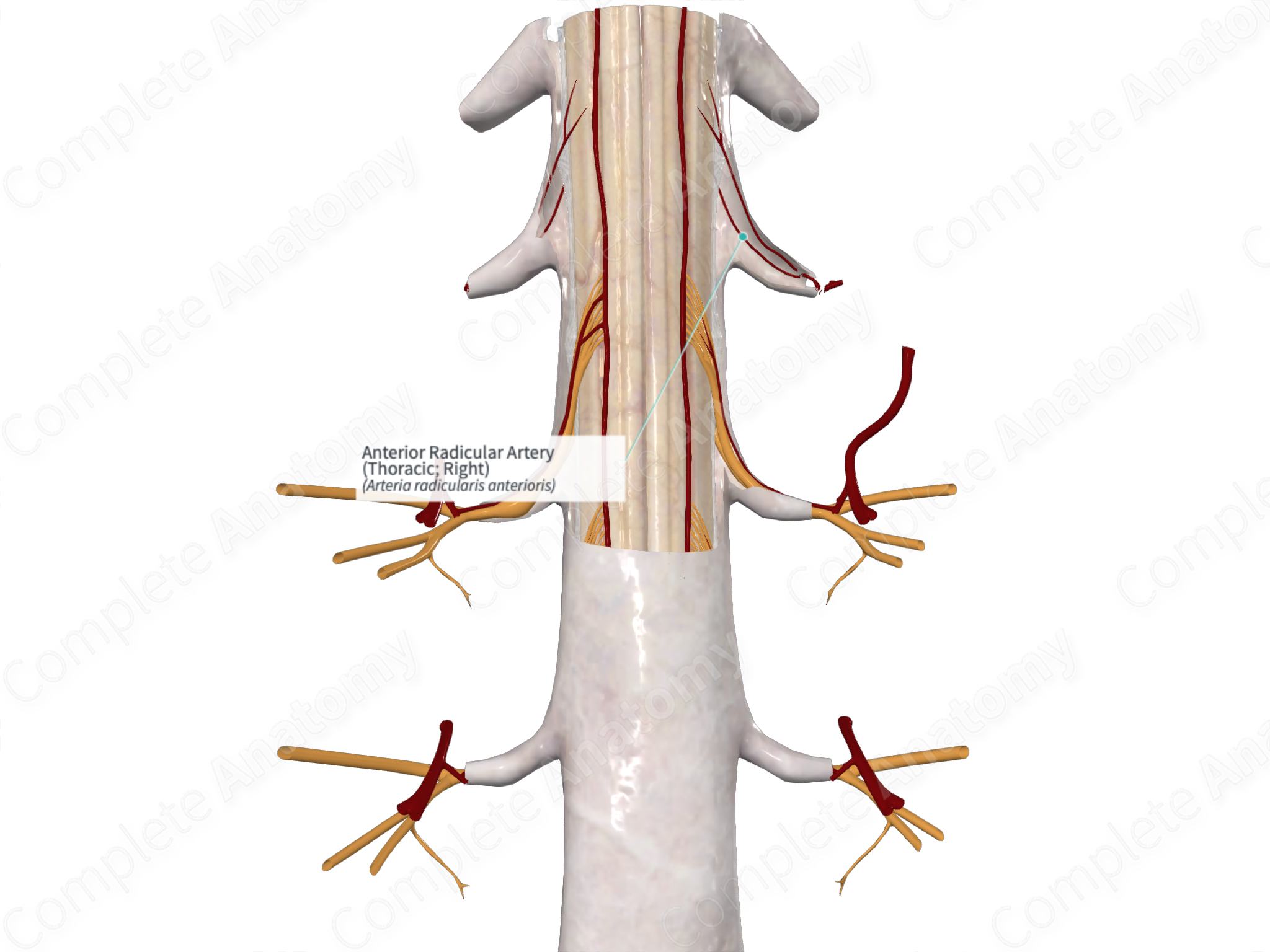 Anterior Radicular Artery (Thoracic; Right) | Complete Anatomy