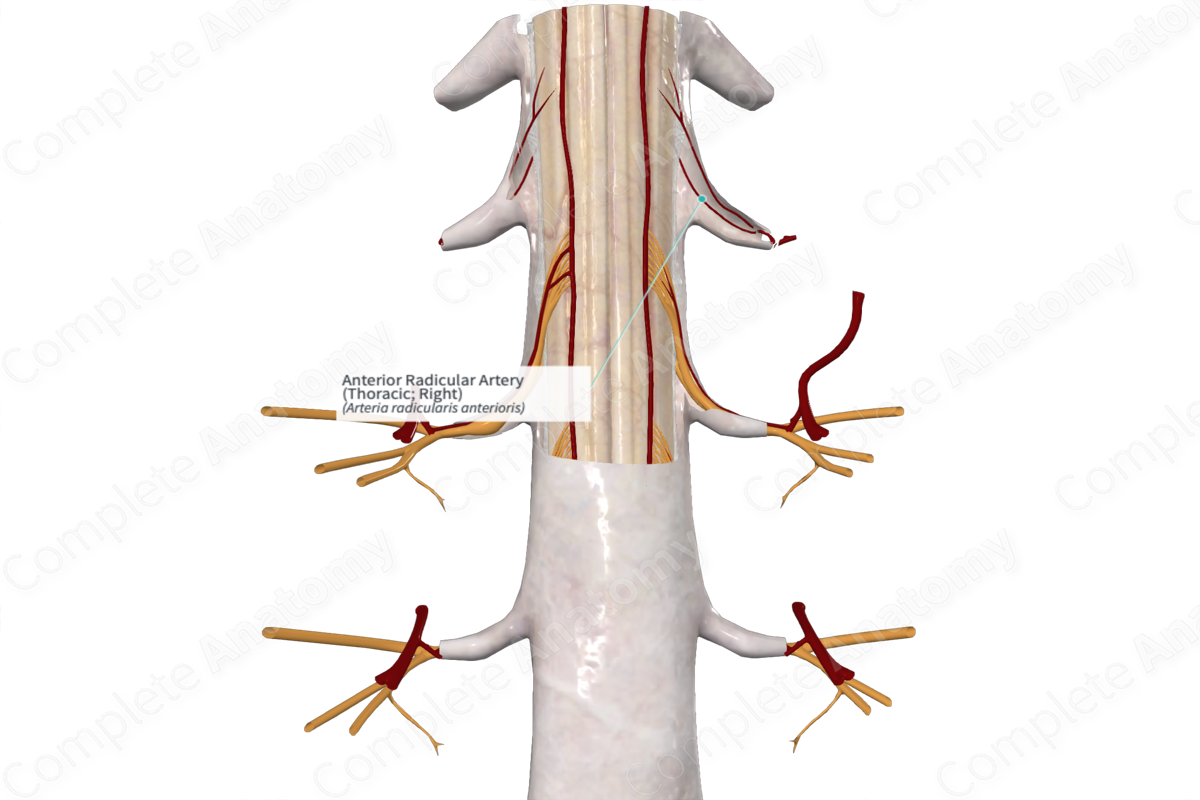 Anterior Radicular Artery (Thoracic; Right)