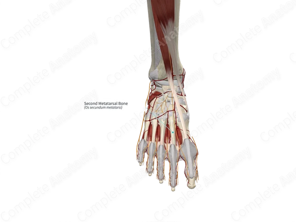 Second Metatarsal Bone