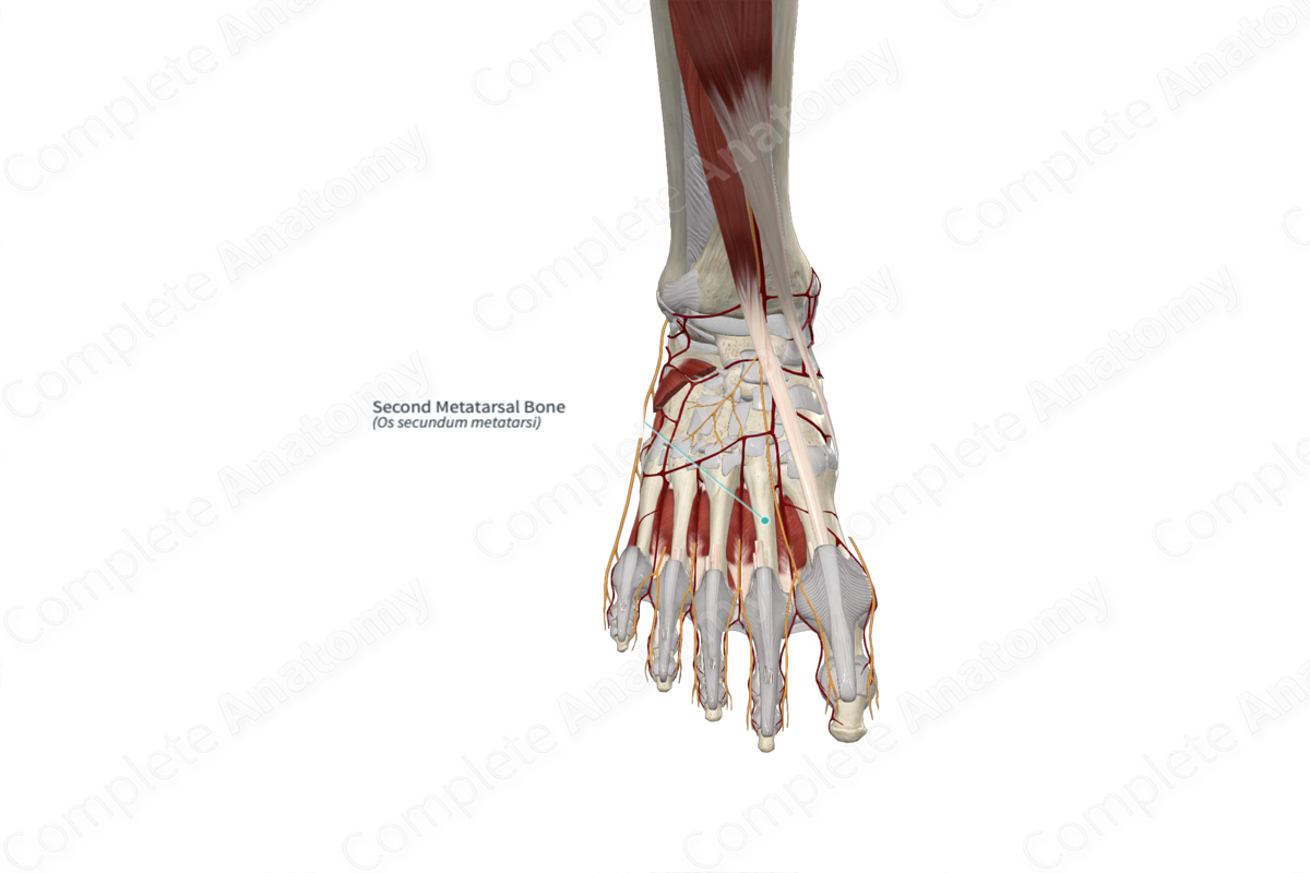 Second Metatarsal Bone 