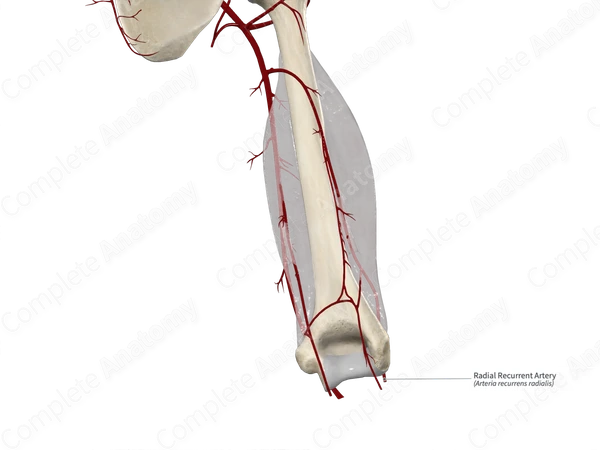 Radial Recurrent Artery