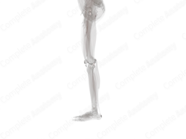 Bursae of Lower Limb (Left)