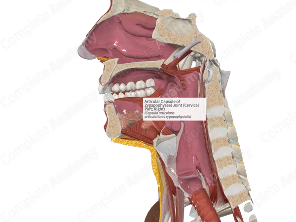 Articular Capsule of Zygapophyseal Joint (Cervical Part; Right)