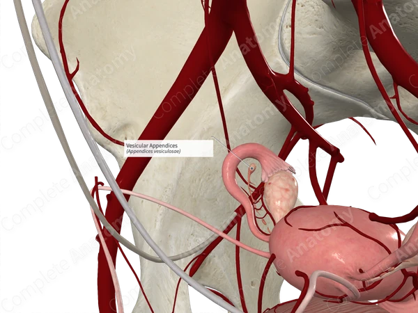 Vesicular Appendices