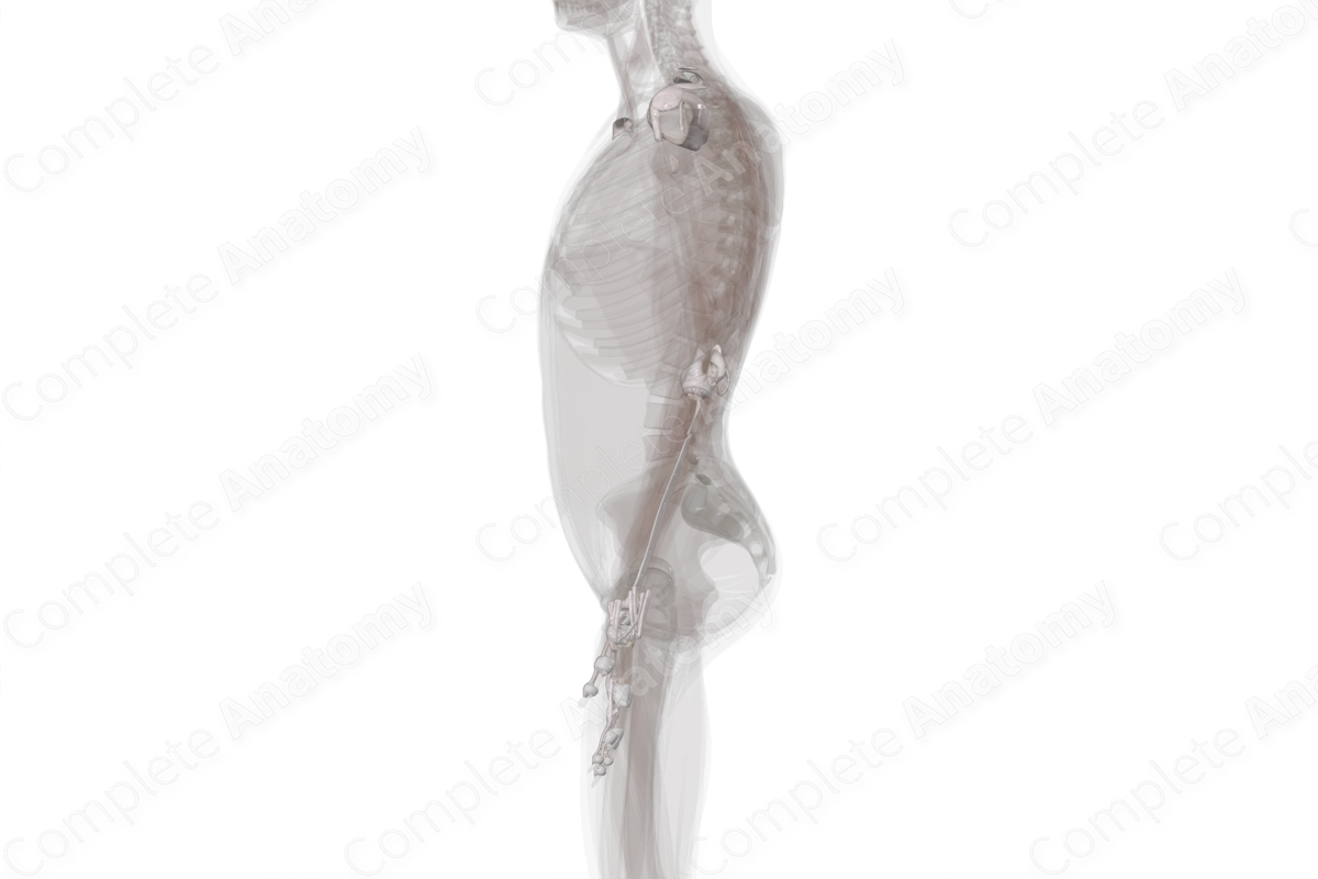 Connective Tissue of Upper Limb (Left)