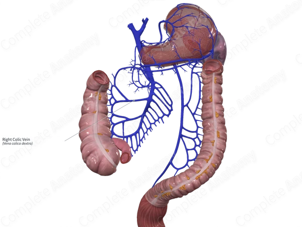 Right Colic Vein
