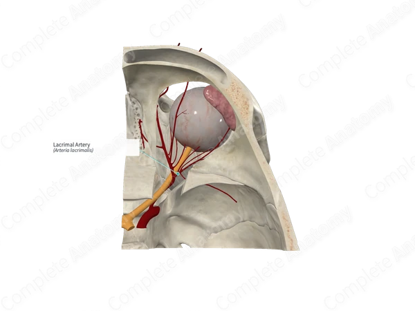 Lacrimal Artery 