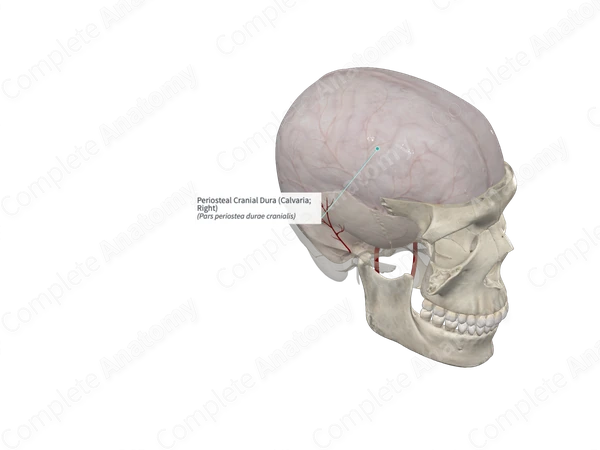 Periosteal Cranial Dura (Calvaria; Left)